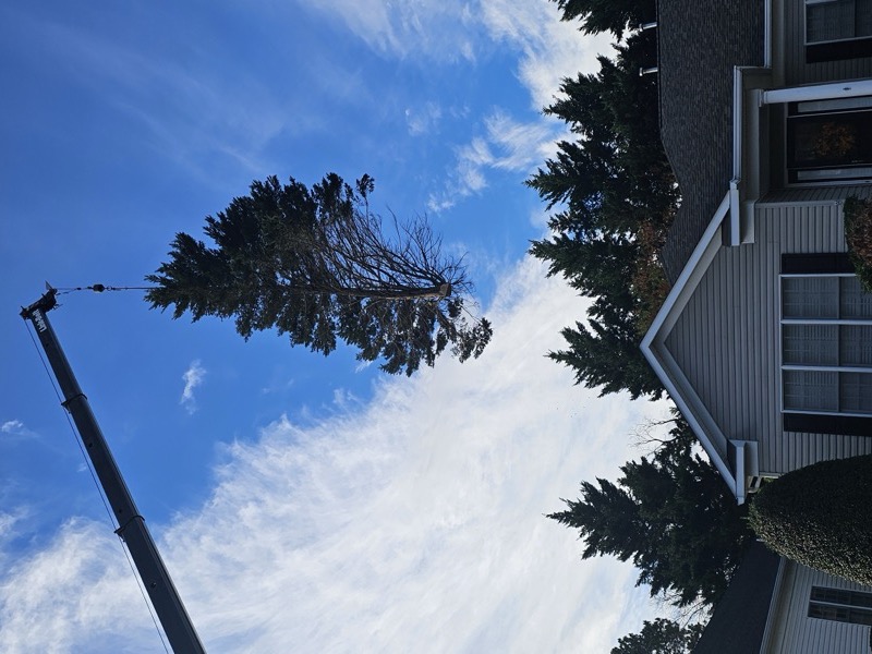 Emergency tree service