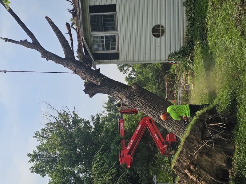 Emergency tree service