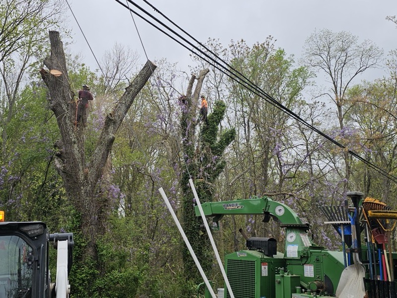 Tree service project