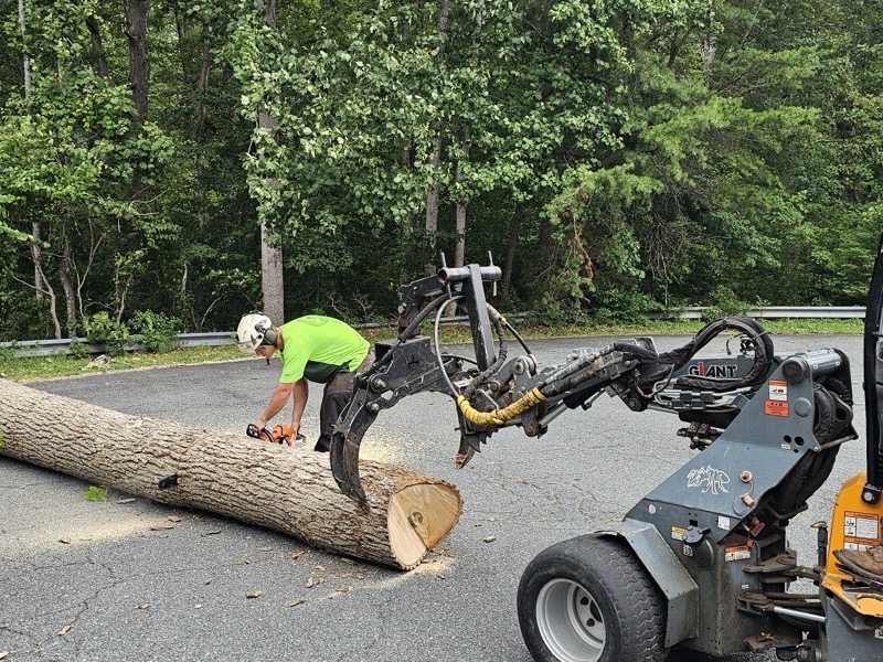 Tree service project