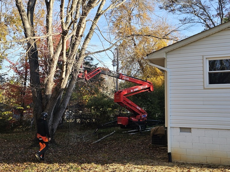 Tree service project