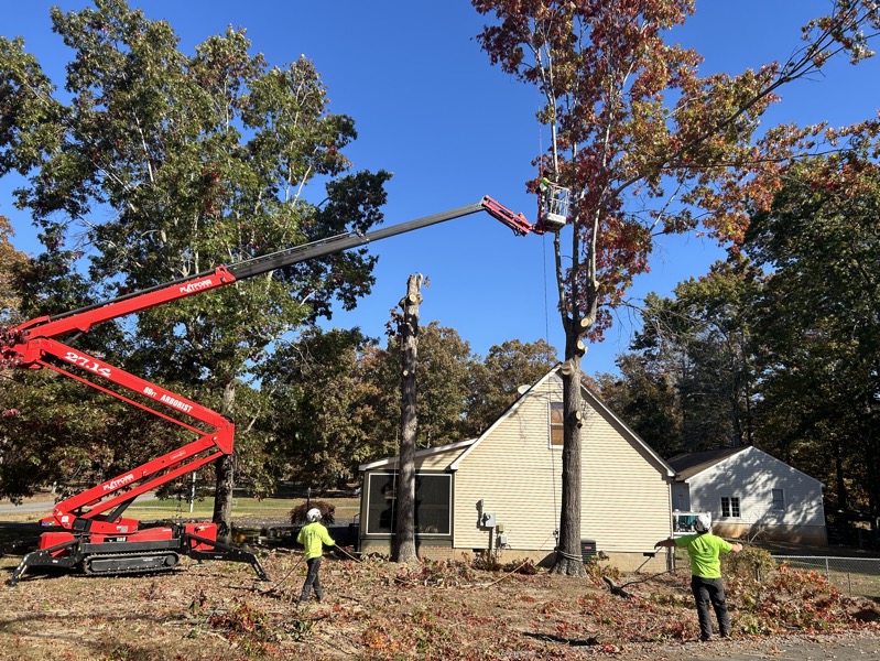 Tree service project