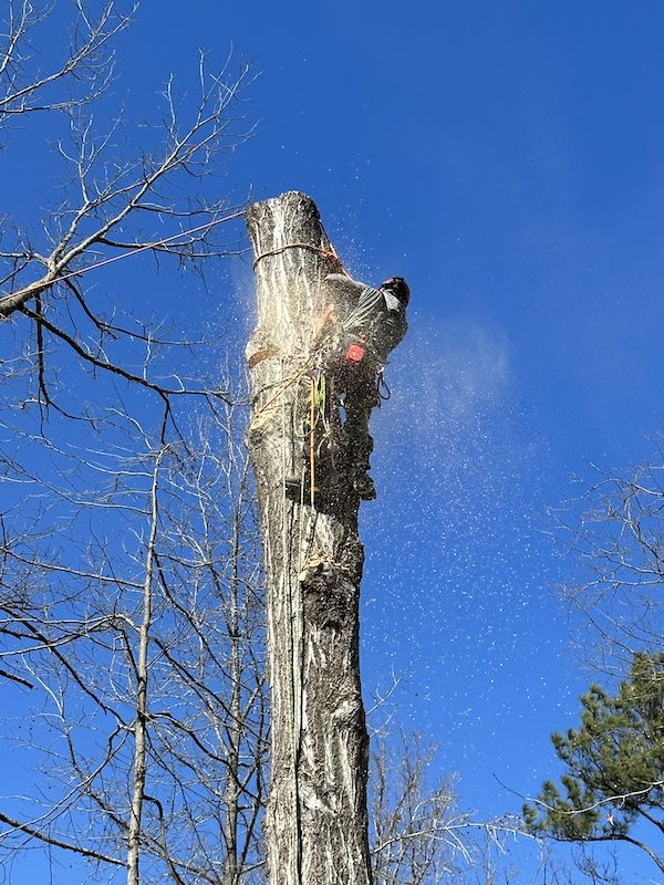 Residential Tree Services